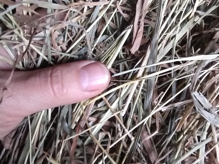 łąkowe średnio grube Borowik.jpg