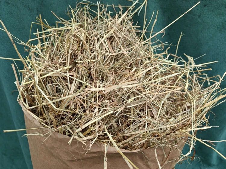 Tymotka z koniczyną borowik.jpg